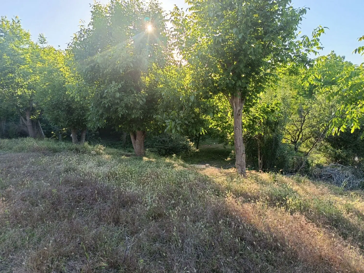 زمین چالسرا فوری