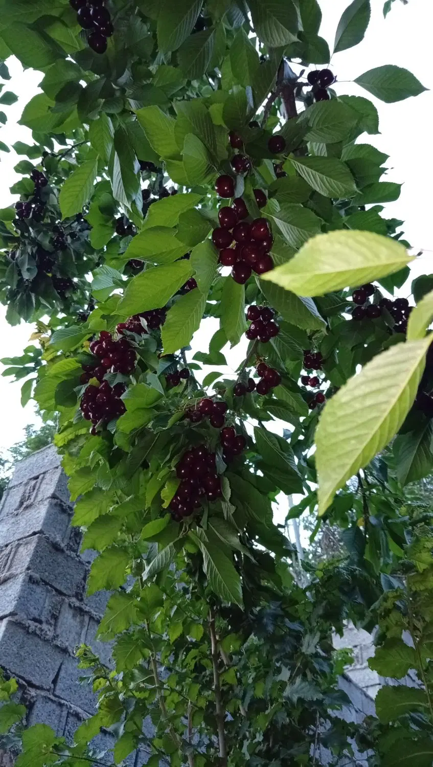 باغچه نقلی لواسان