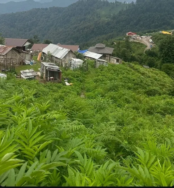 زمین مسکونی ویسیان