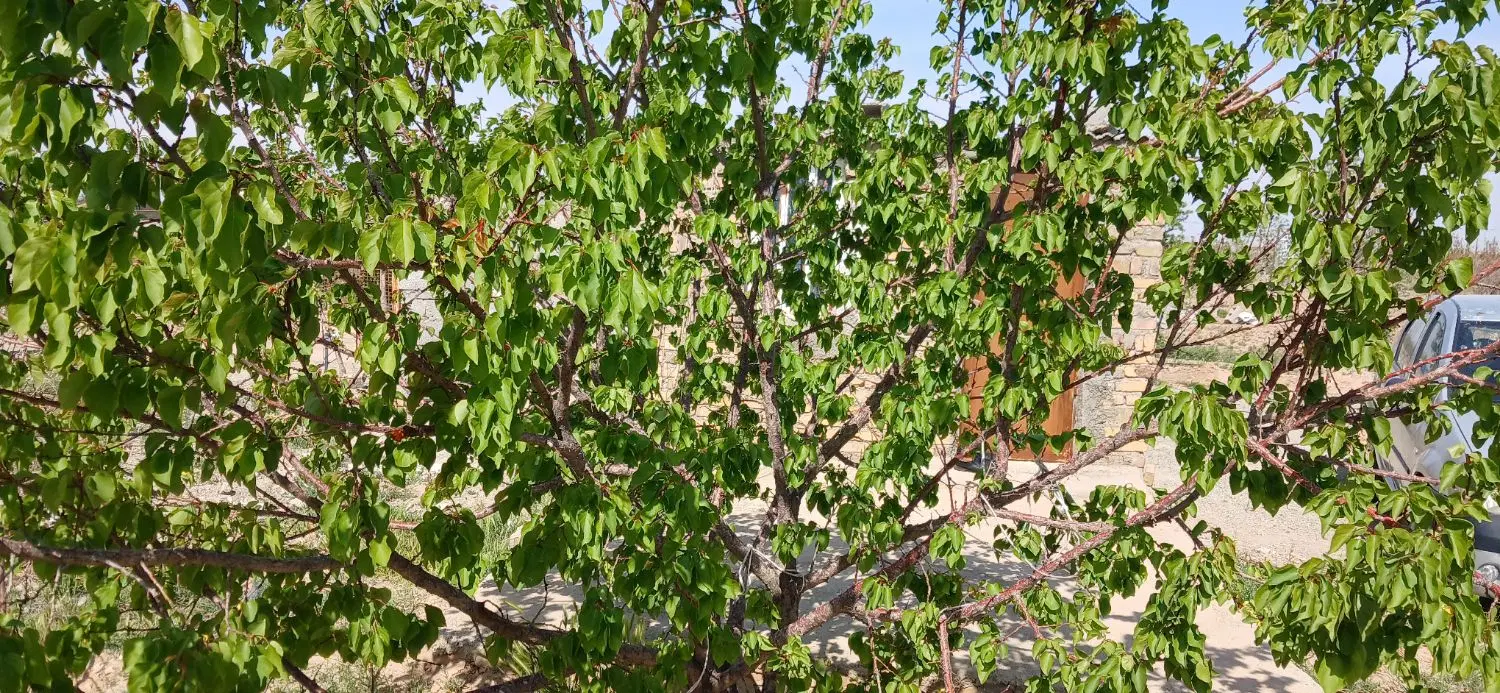باغچه ۵۰۰ متری با درختان میوه، چاه عمیق