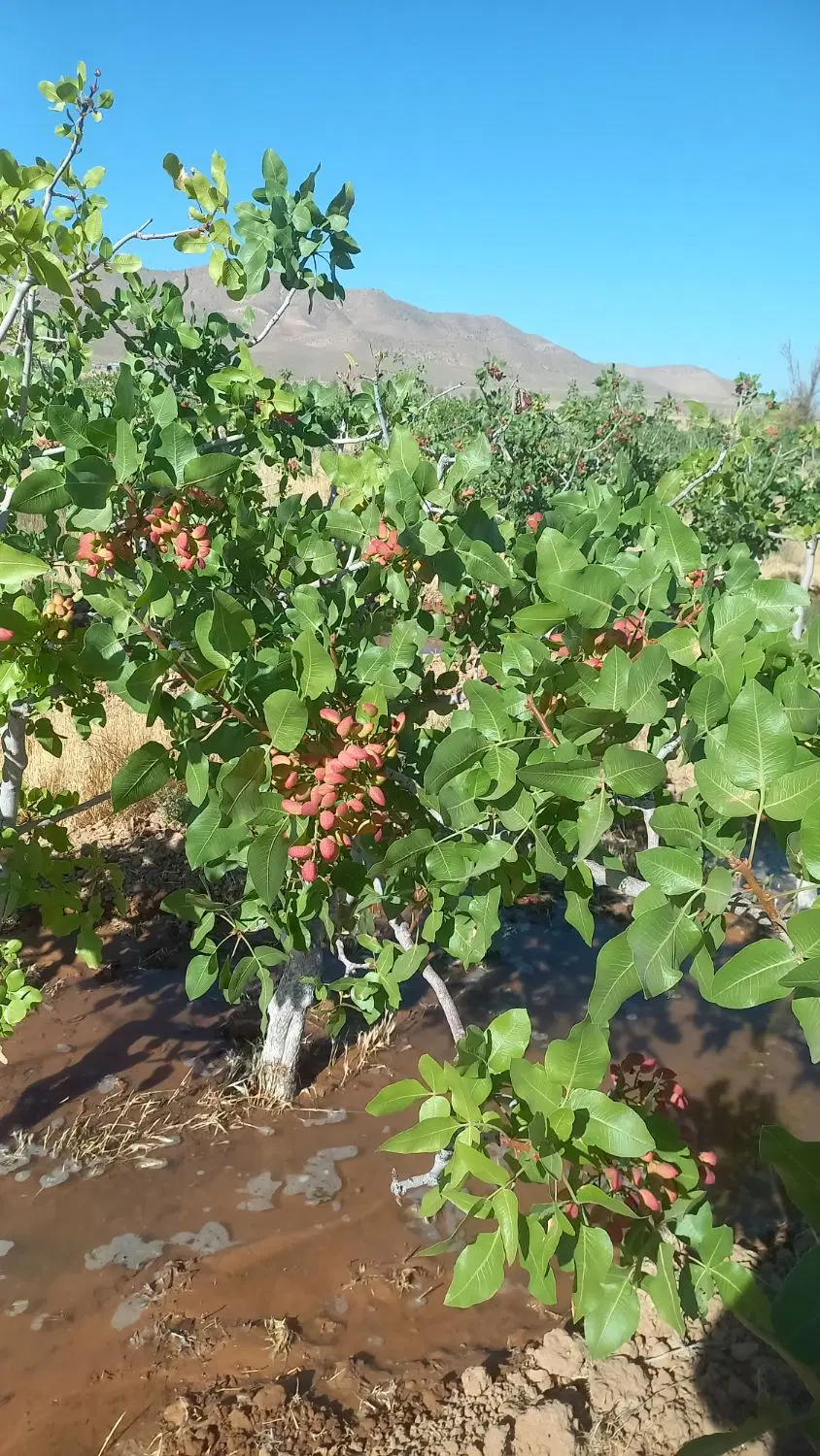 فروش باغ پسته