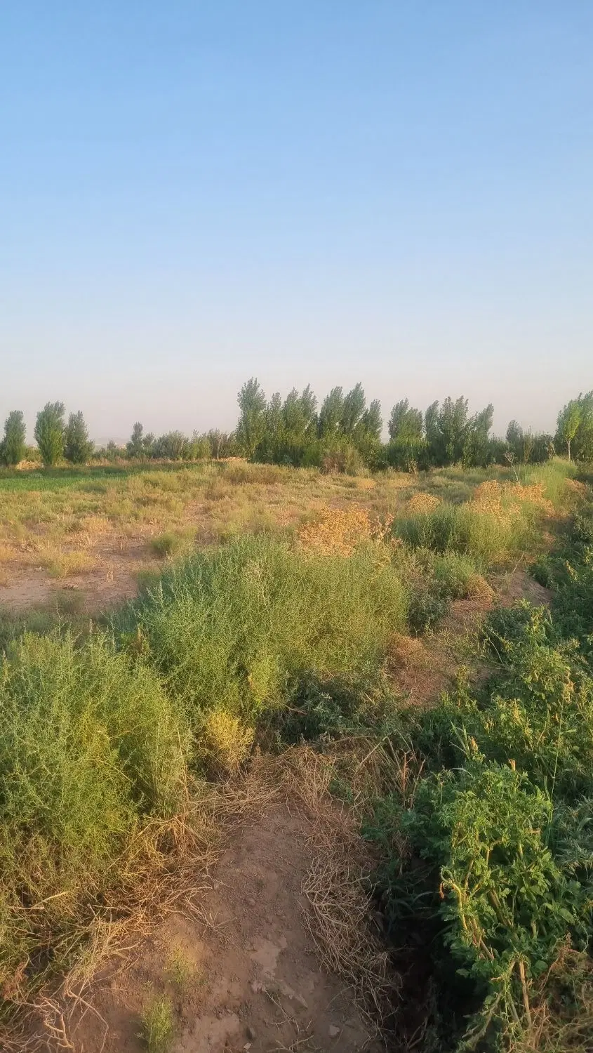 زمین کشاورزی پیشک ۳