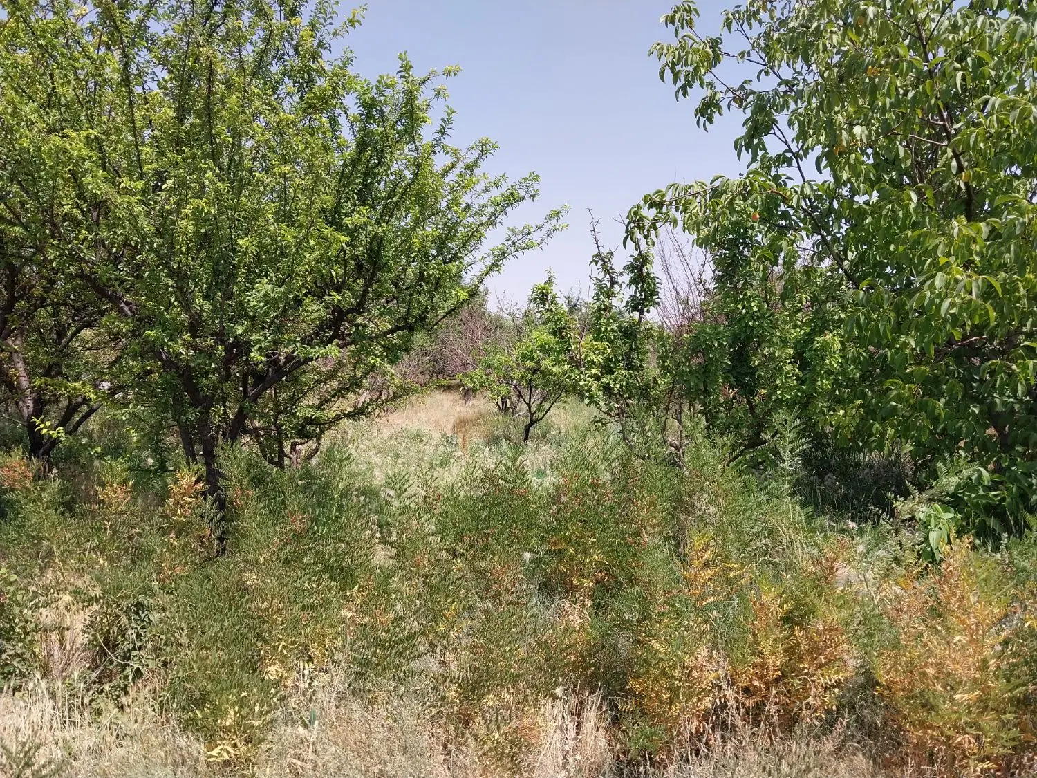 فروش۲۵۰مترباغچه در جابان دماوند