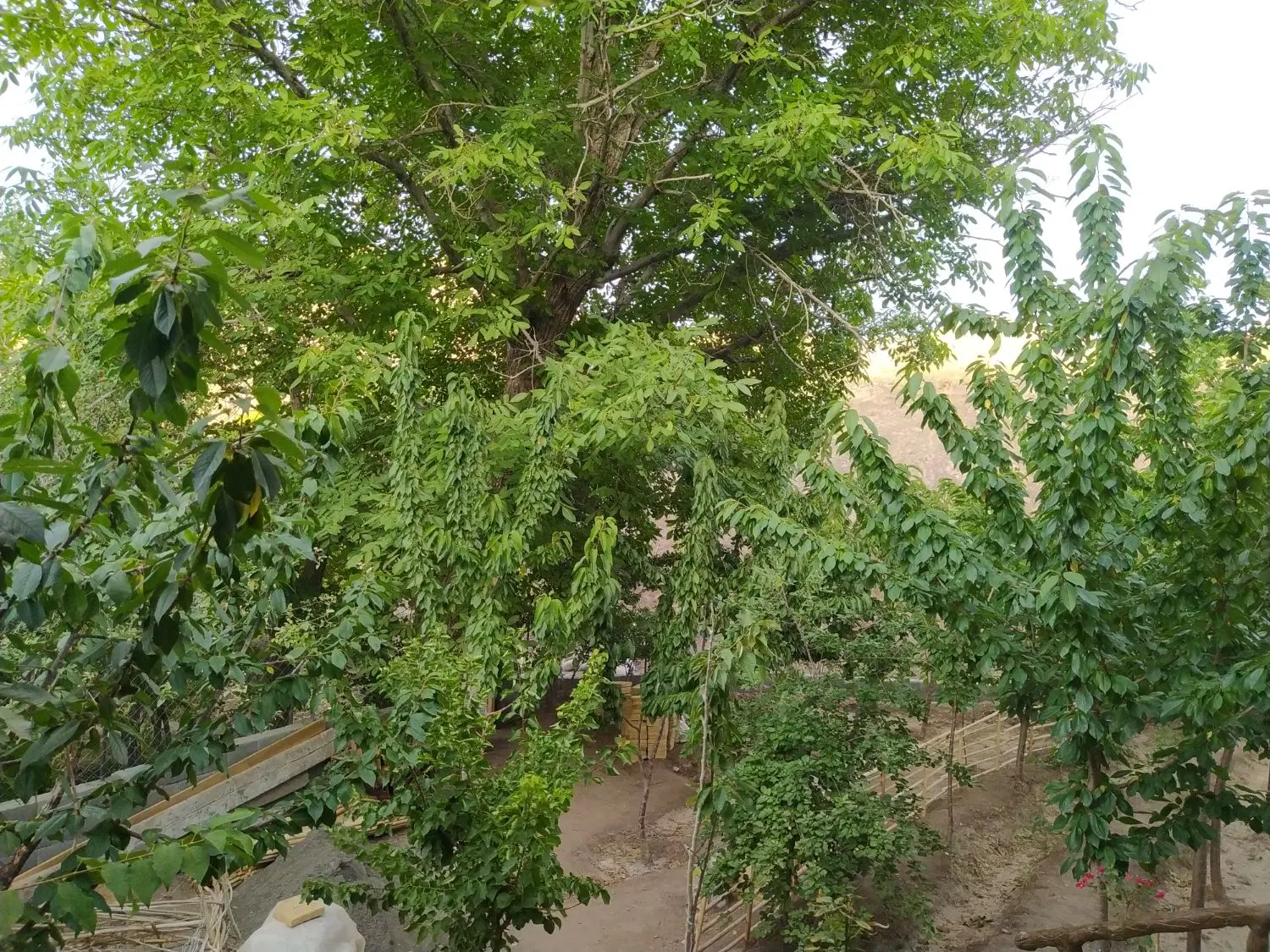 باغ با کلبه سنتی