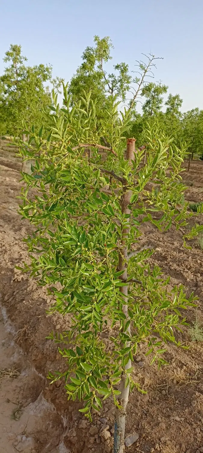 زمین مزروعی