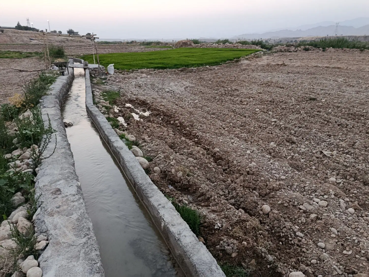 زمین برنجکالی