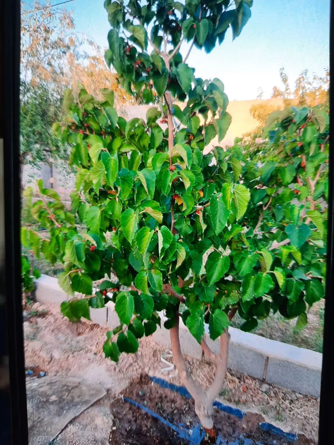 باغ ویلا