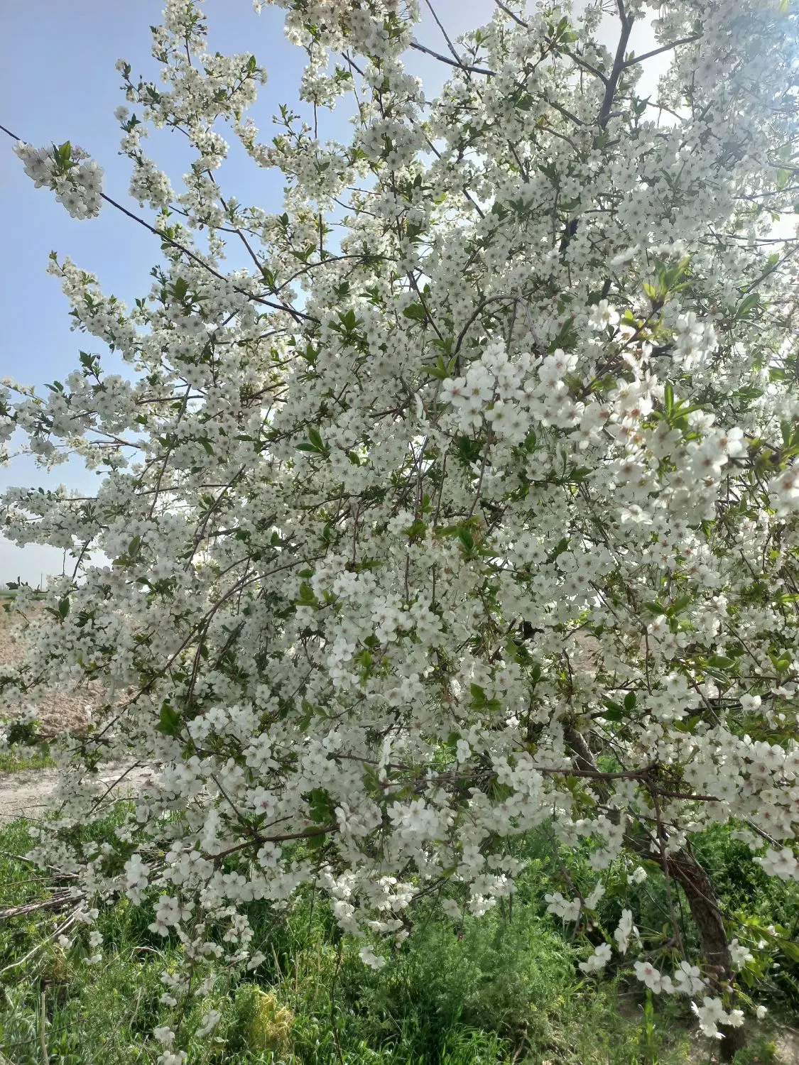 زمین کشاورزی