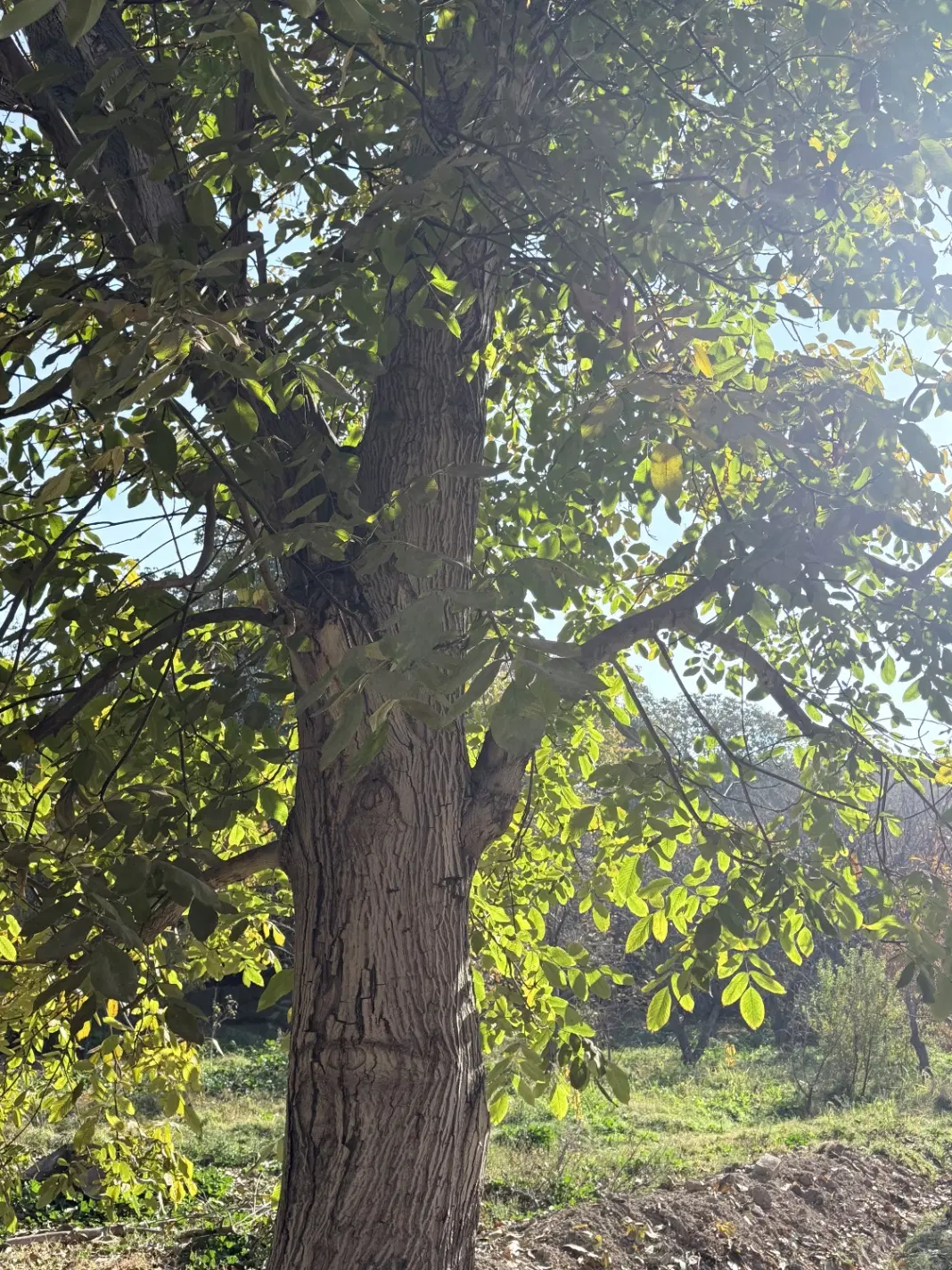 چمن۳ مهرشهر