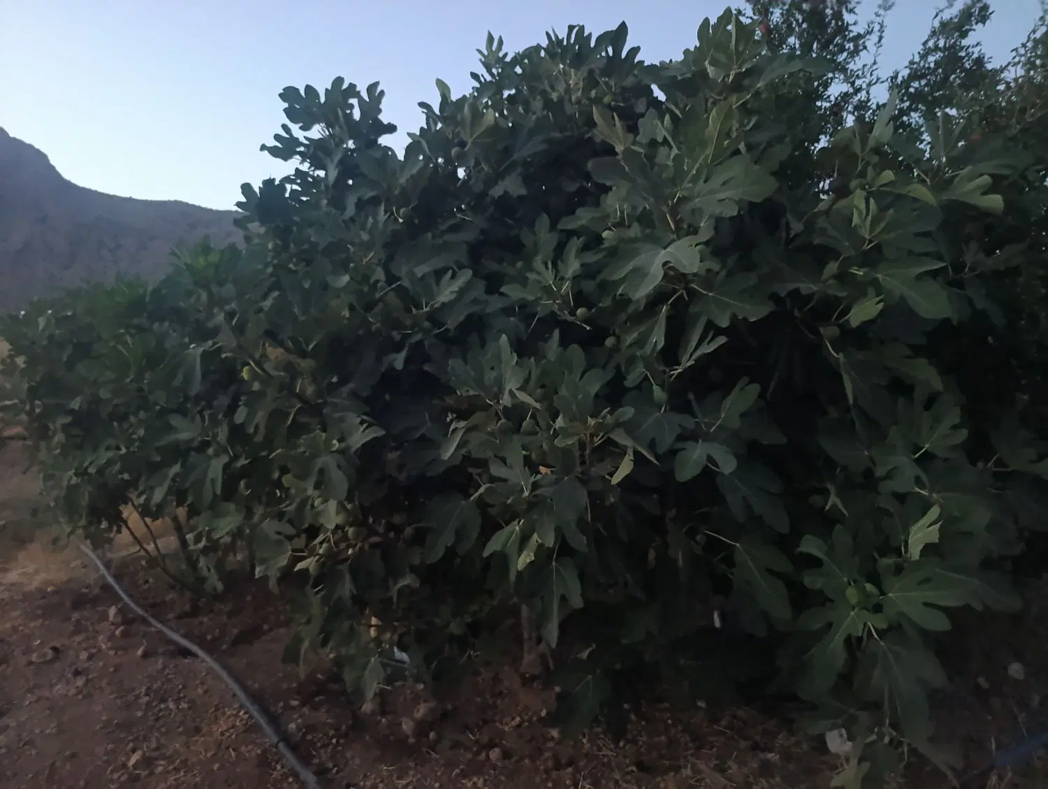 فروش باغ شهری جنب پارک ملی بمو 35کیلومتری شیراز