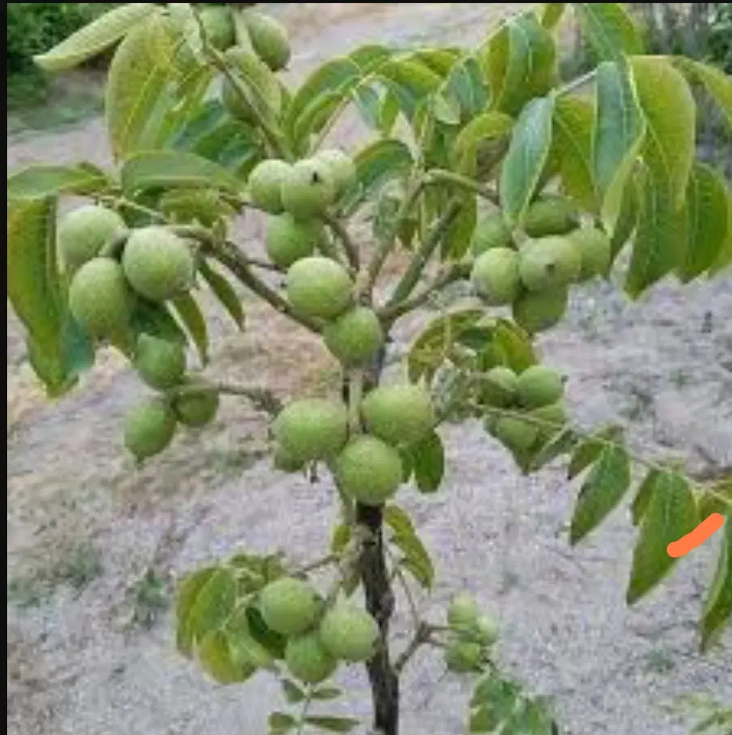 فروش باغ گردو اصلاح شده