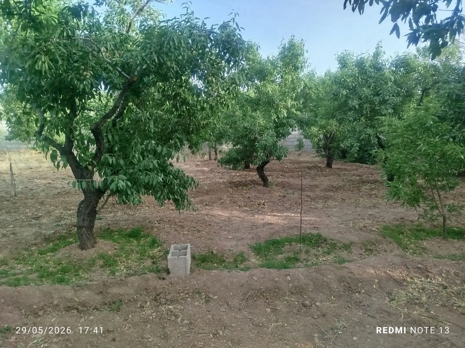 زمین باغ با درخت شهریار