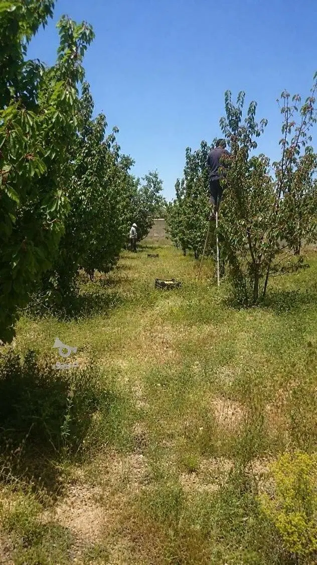 فروش زمین باغ شهری کودیان