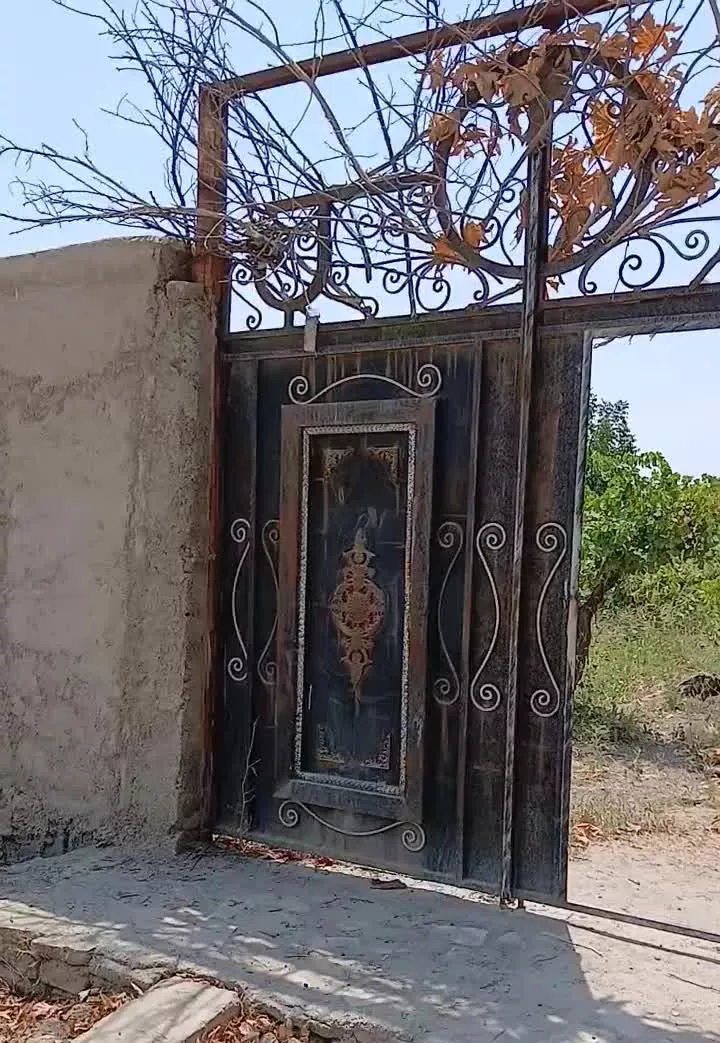 باغ انگور