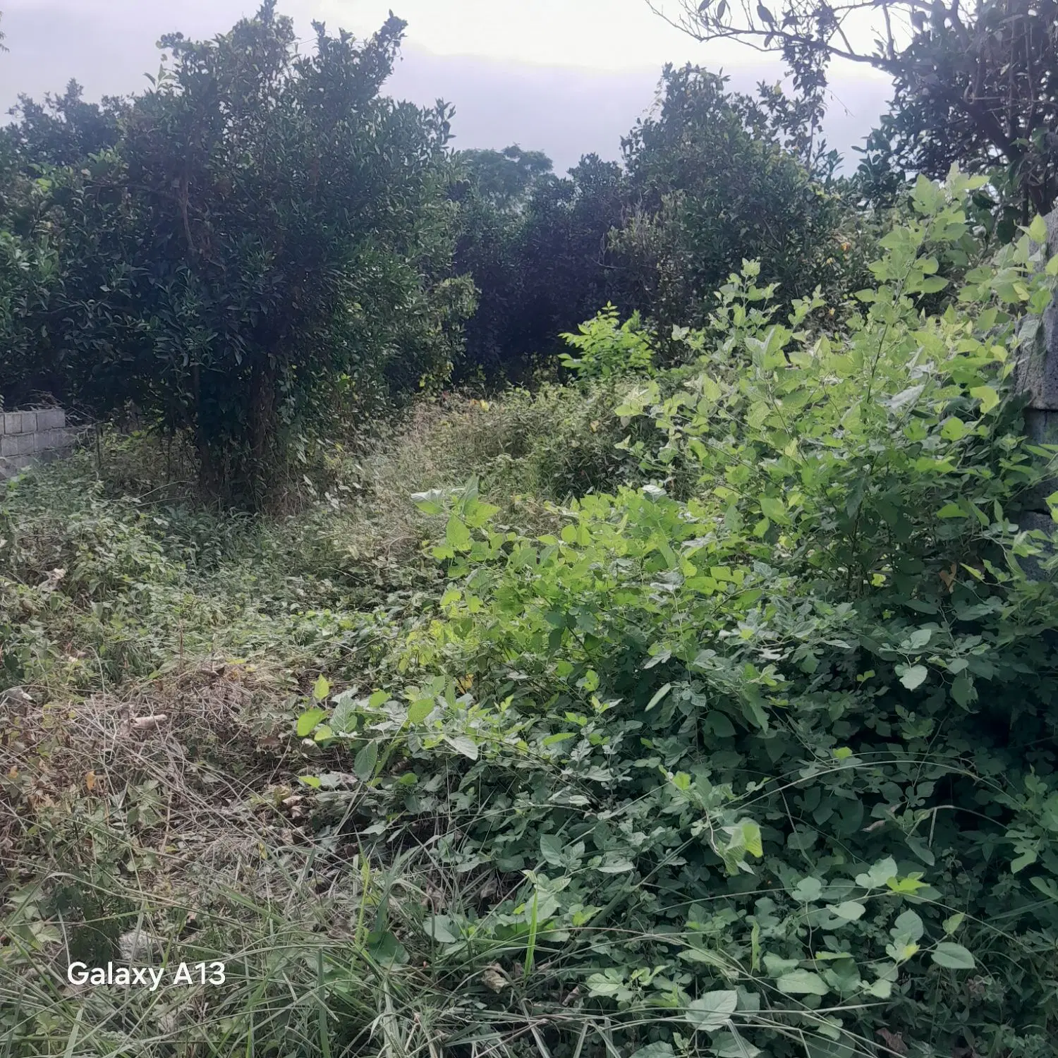 زمین زراعی وباغی