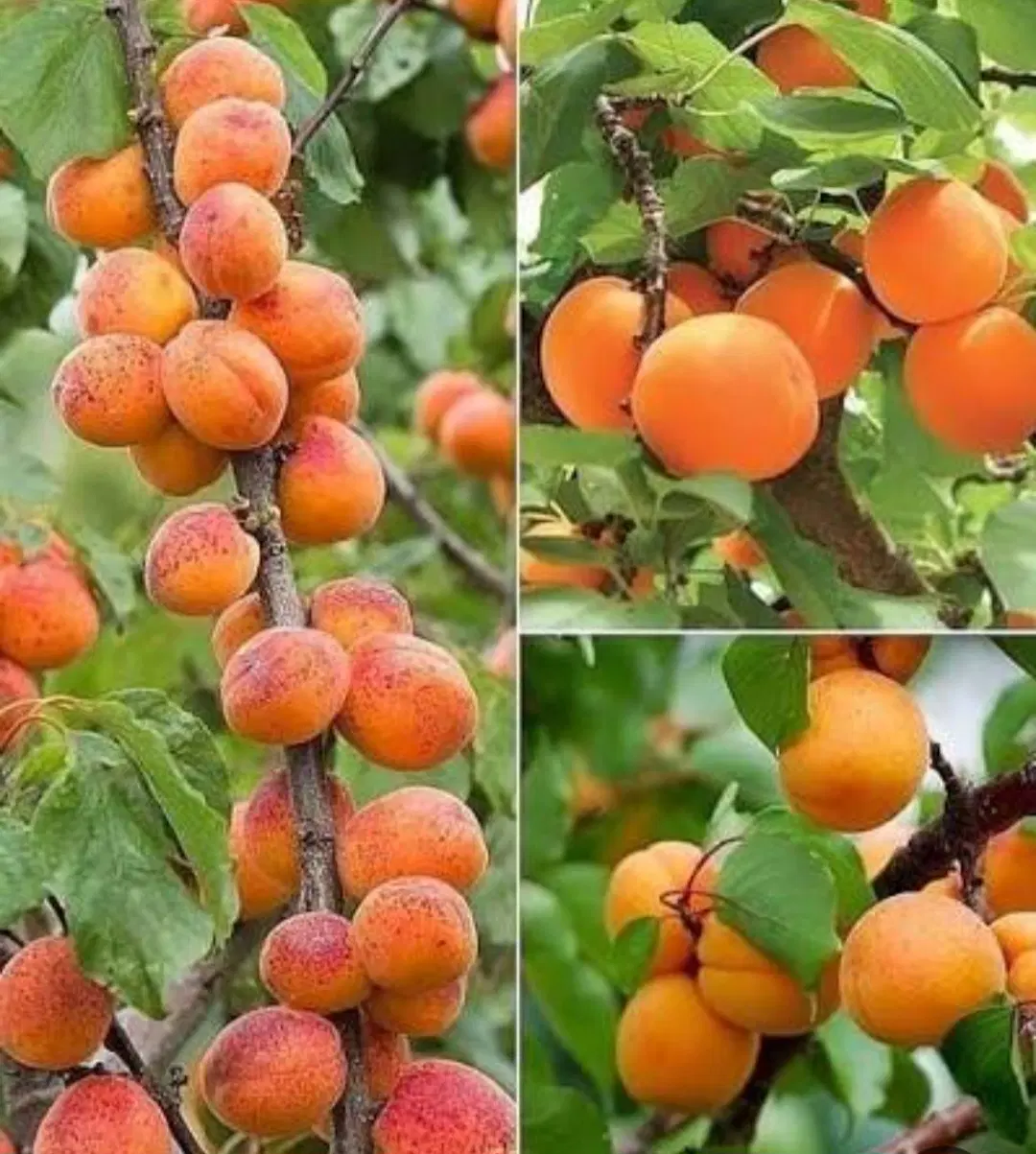 باغ