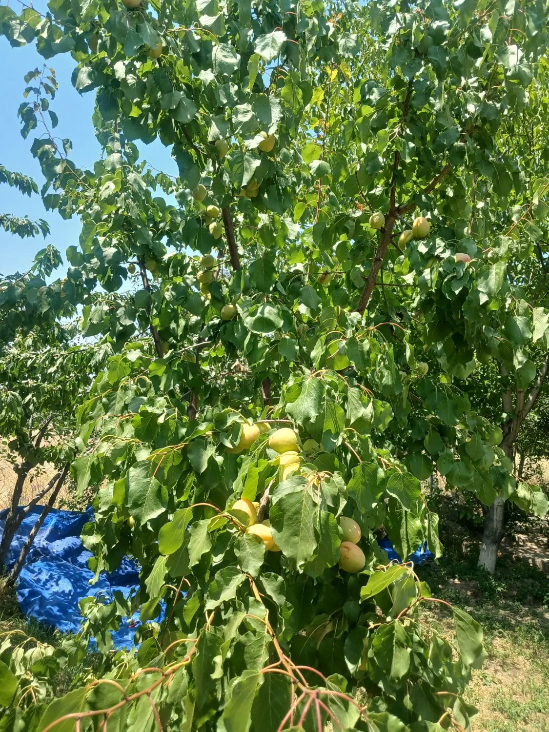 باغ سرسبزدونبش