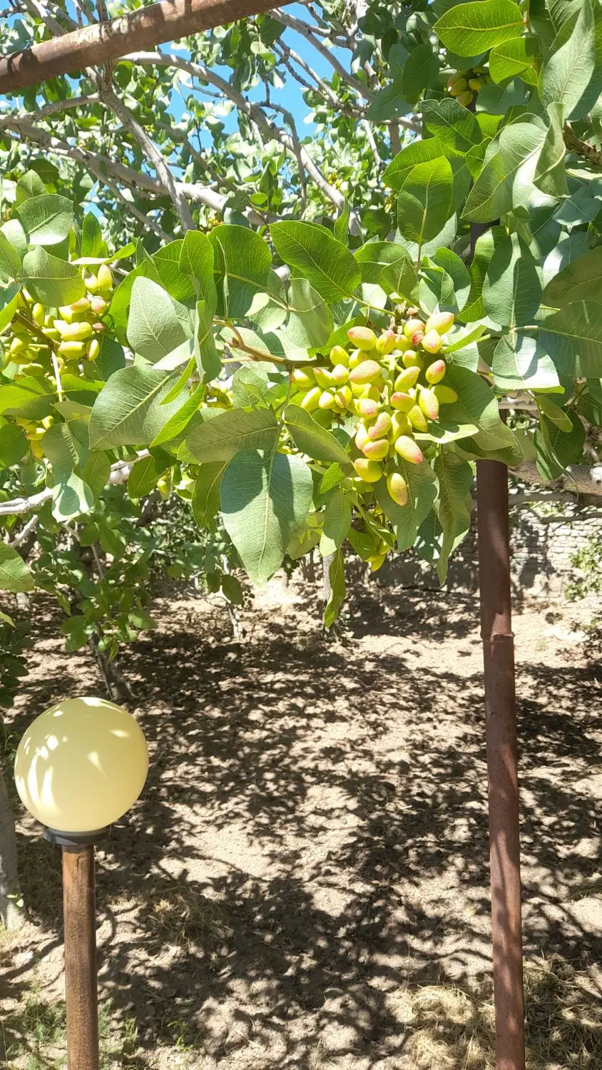 زمین با طرح هادی برج سازی و مسکونی