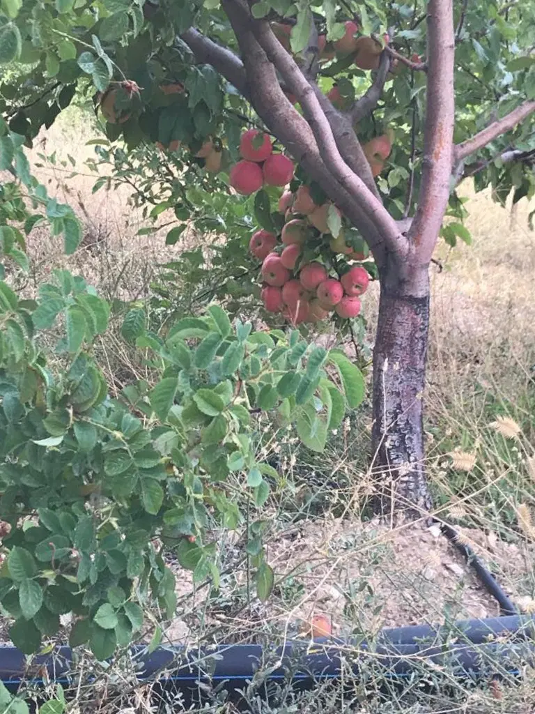 فروش ملک باغی سند تک برگ شهرستان فیروزکوه