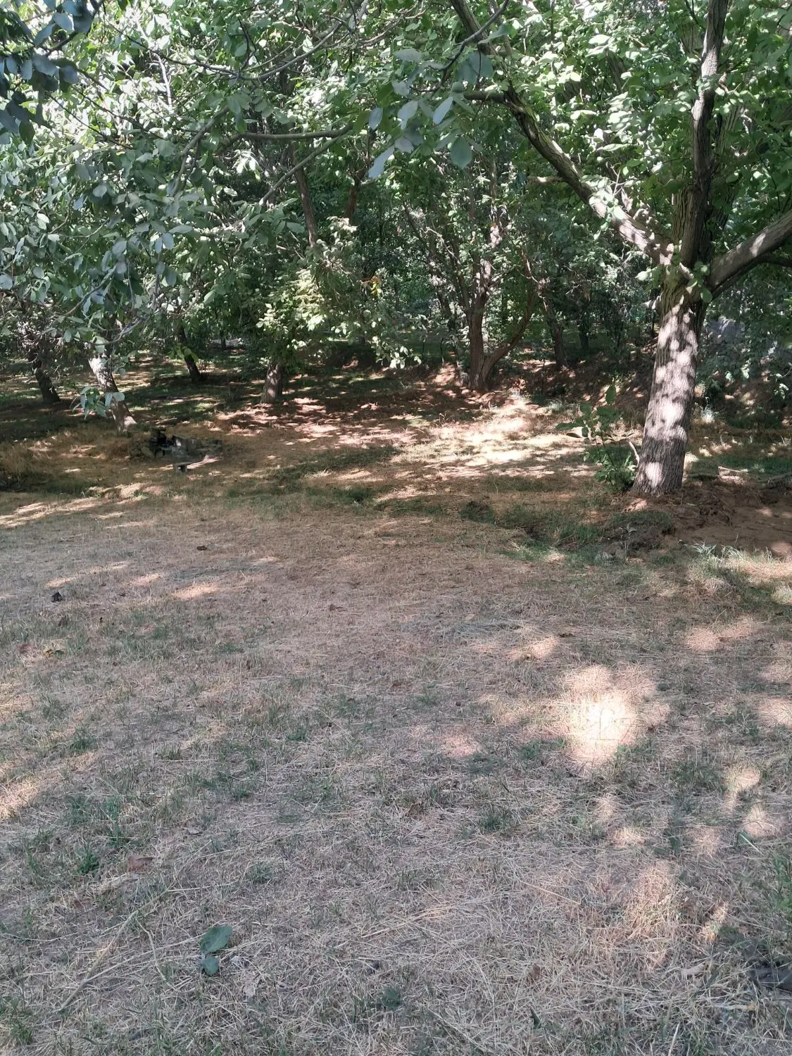 زمین بزرگ گردو