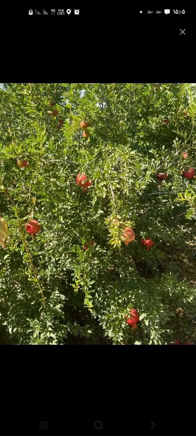 باغچه ۶۵۰ متر