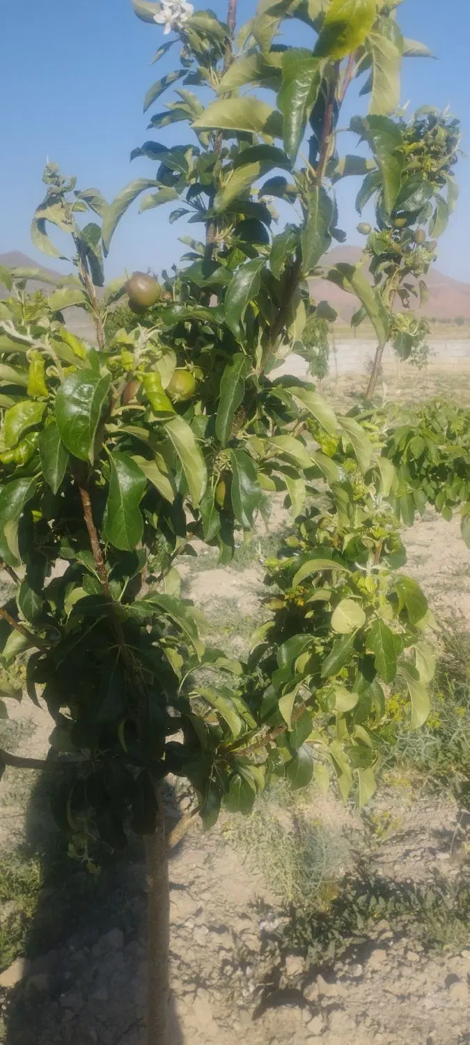زمین ویلایی