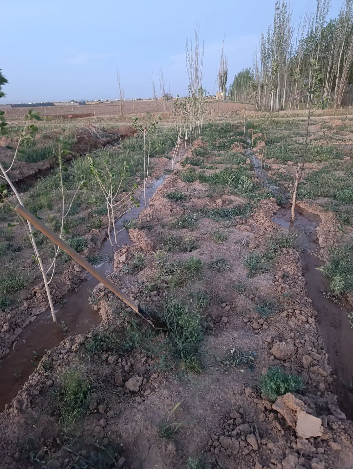 فروش زمین باغی