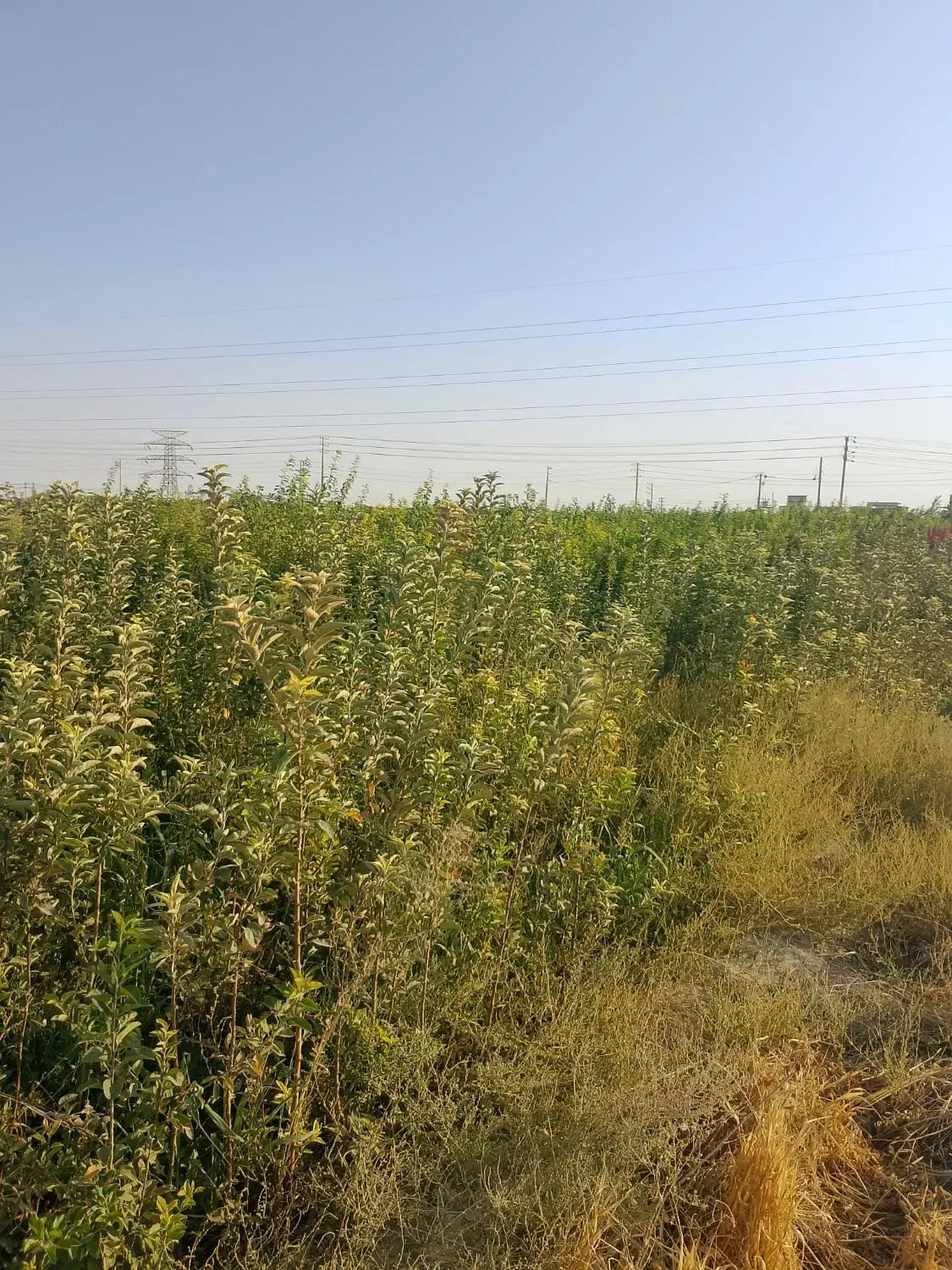 زمین دور دیوار