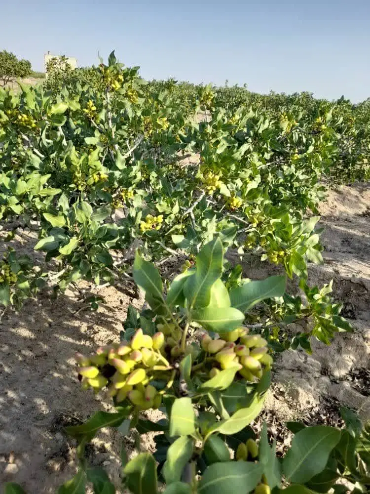 فروش باغ پسته ای نعیم آباد950تومن