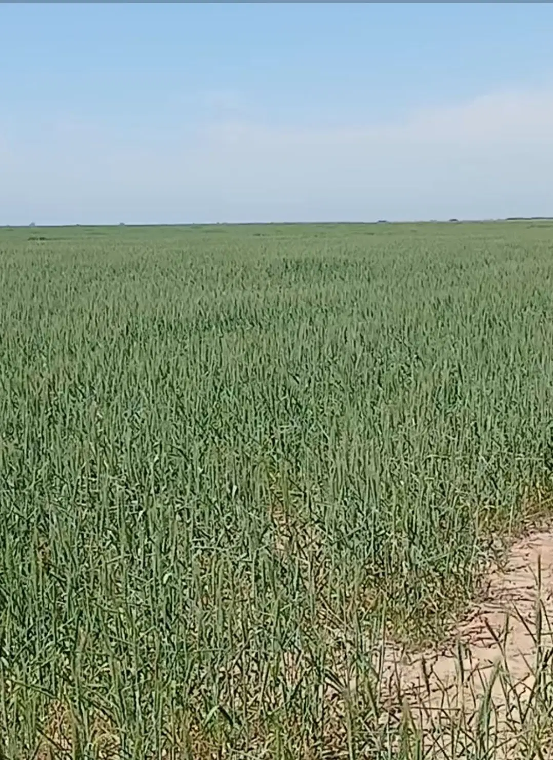 اجاره زمین برای گندم و جو و تراکتور