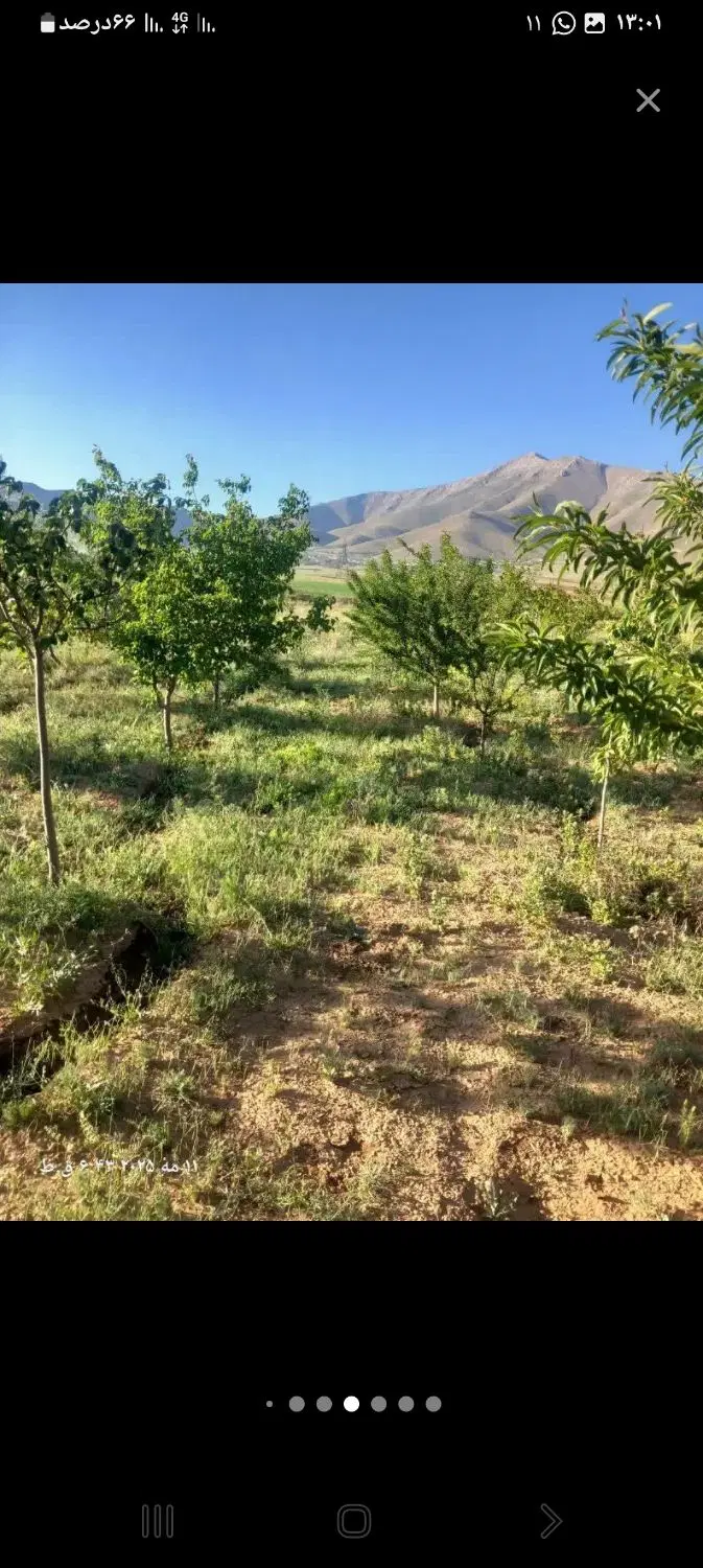 باغ فروشی در خانه میران