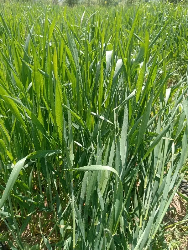 زمین برای خانه باغ