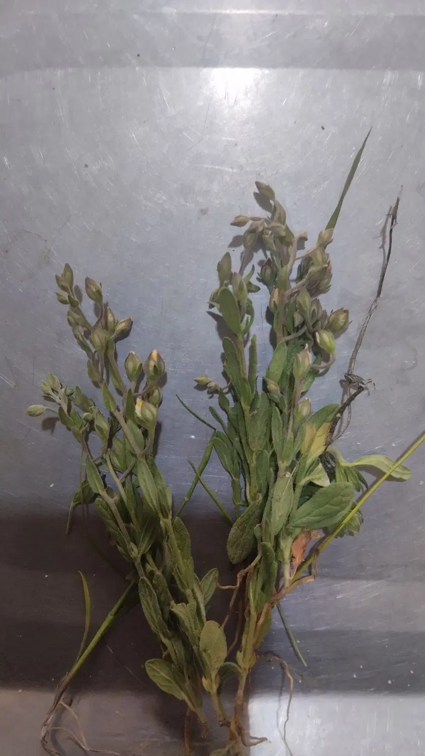 زمین نانوایان فاز3شمالی خیابان اصلی