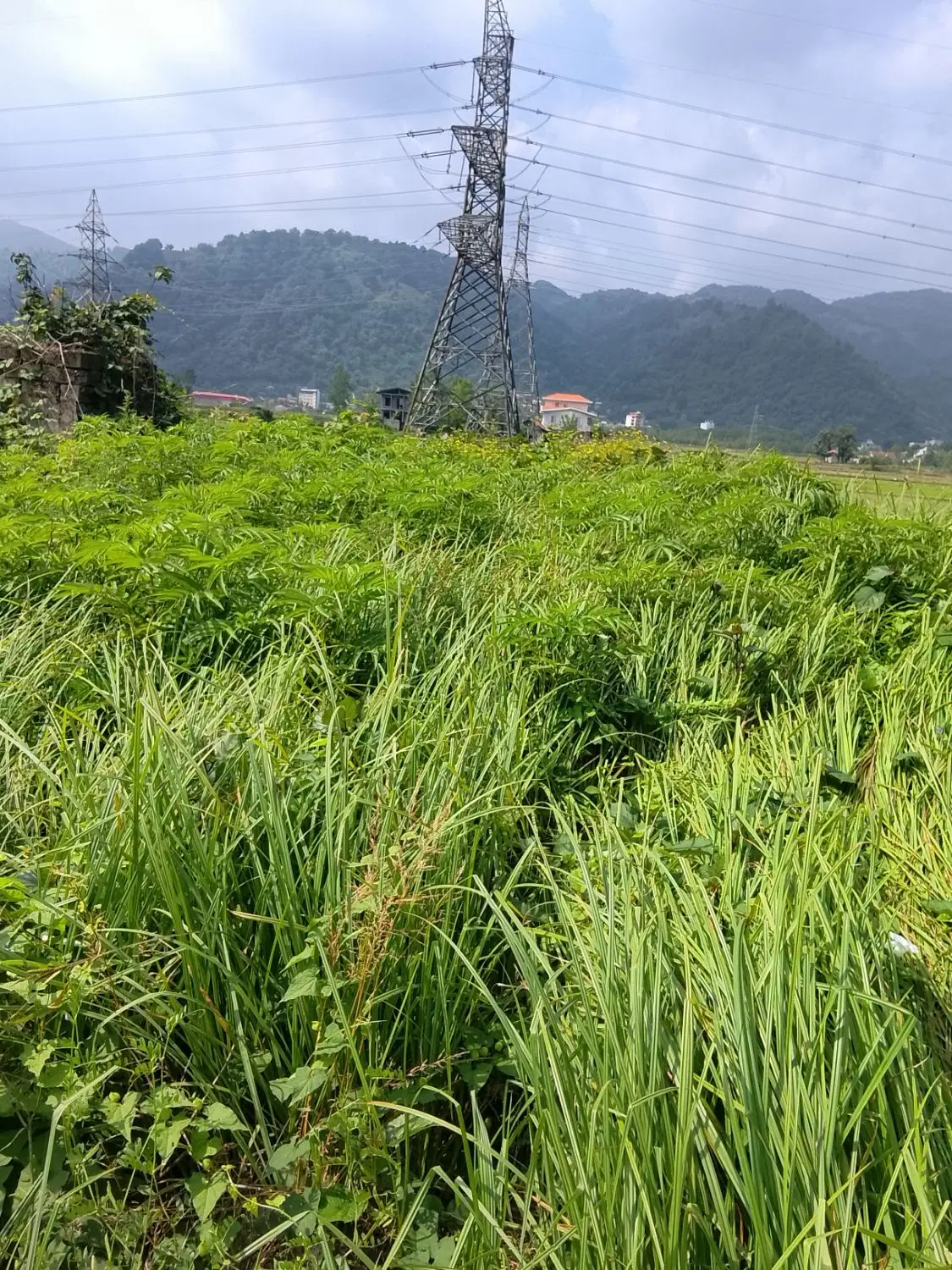زمین با کاربری مسکونی