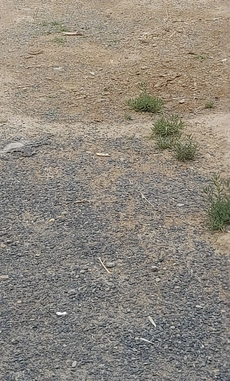 زمین مسکونی