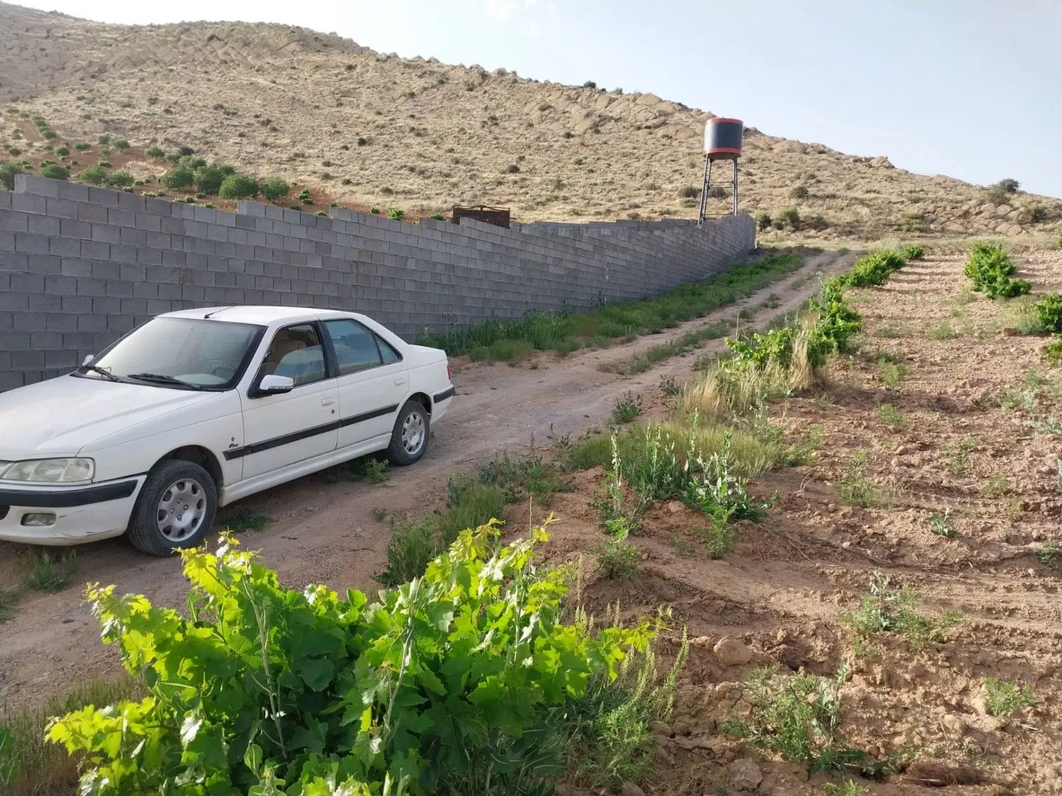 زمین باغی در روستای کلستان
