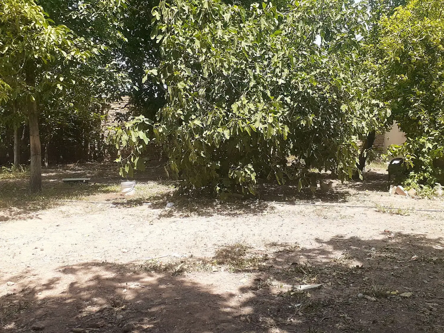 خانه وباغ جاده رشت