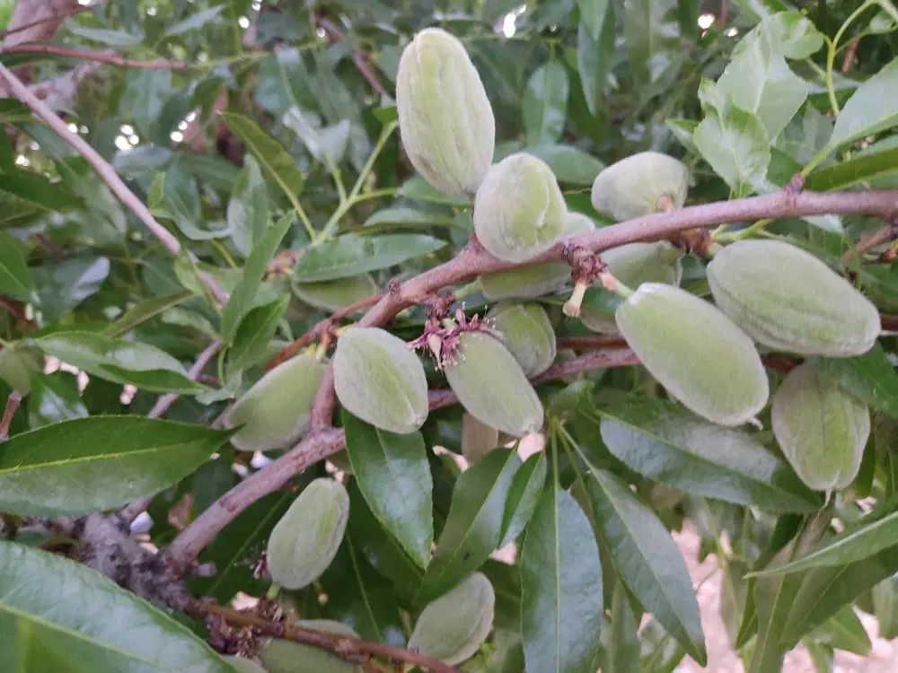 طرح عمان