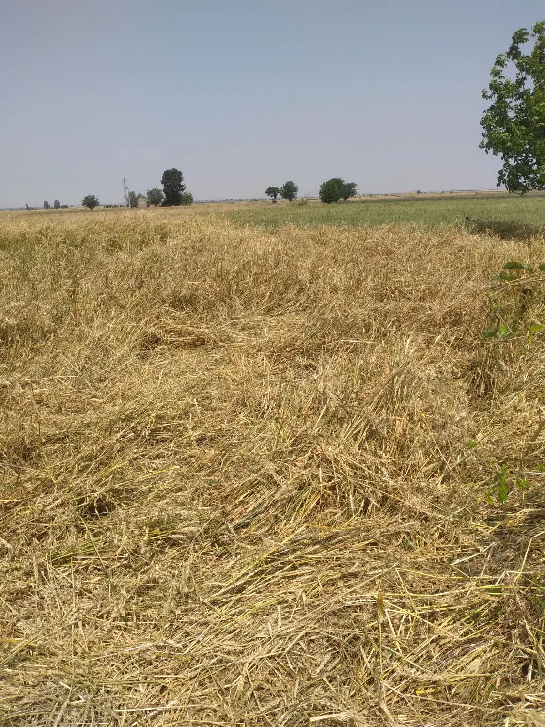 زمین باغی ۲۰۰متر