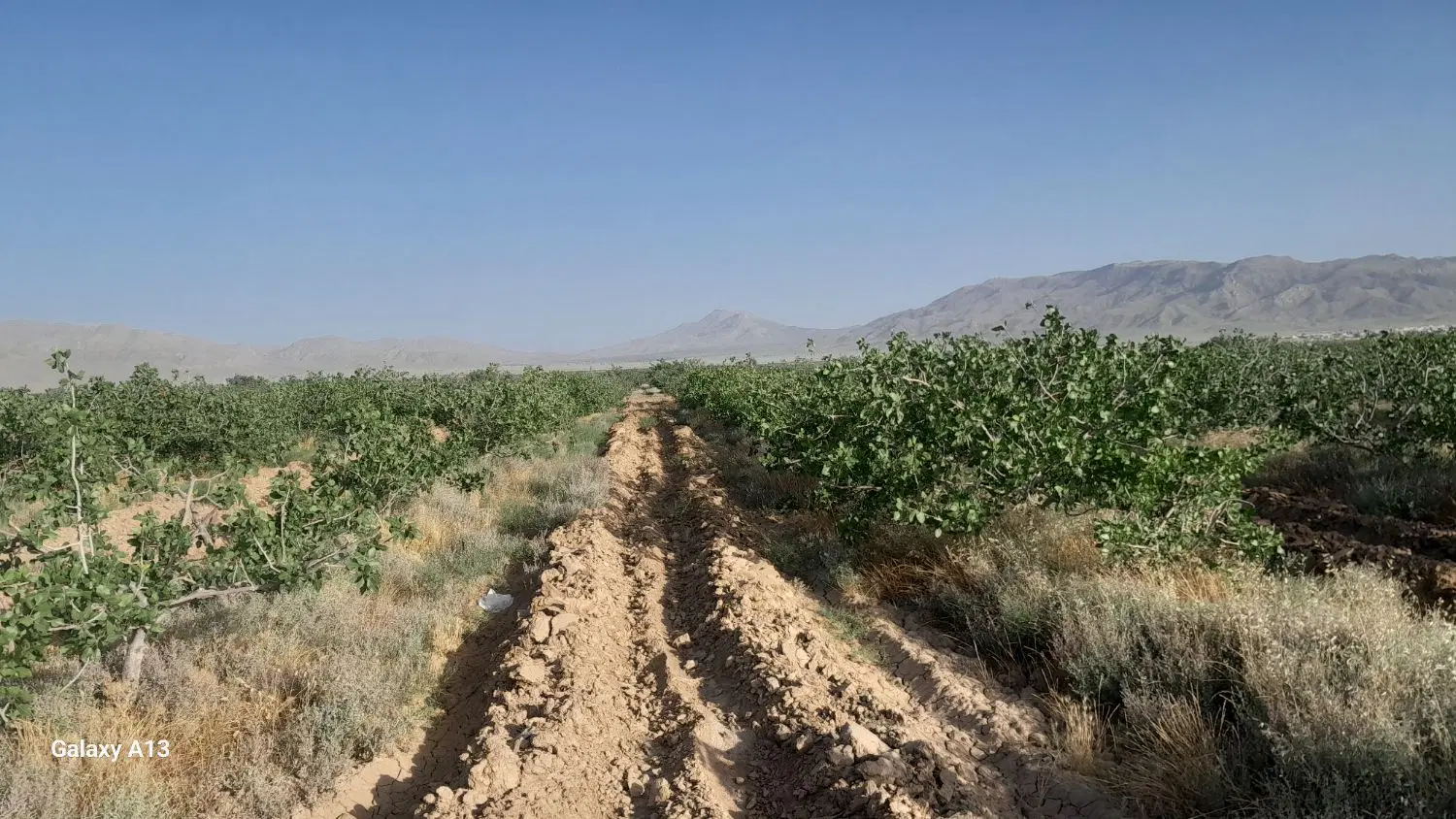 زمین و پسته ثمری