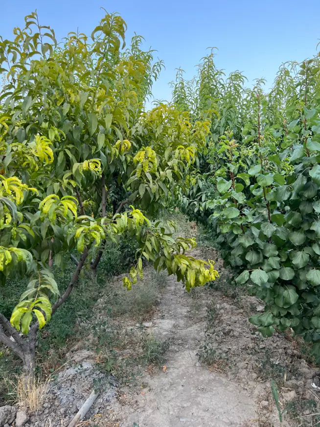 باغ میوه ۳۰۰۰ متری