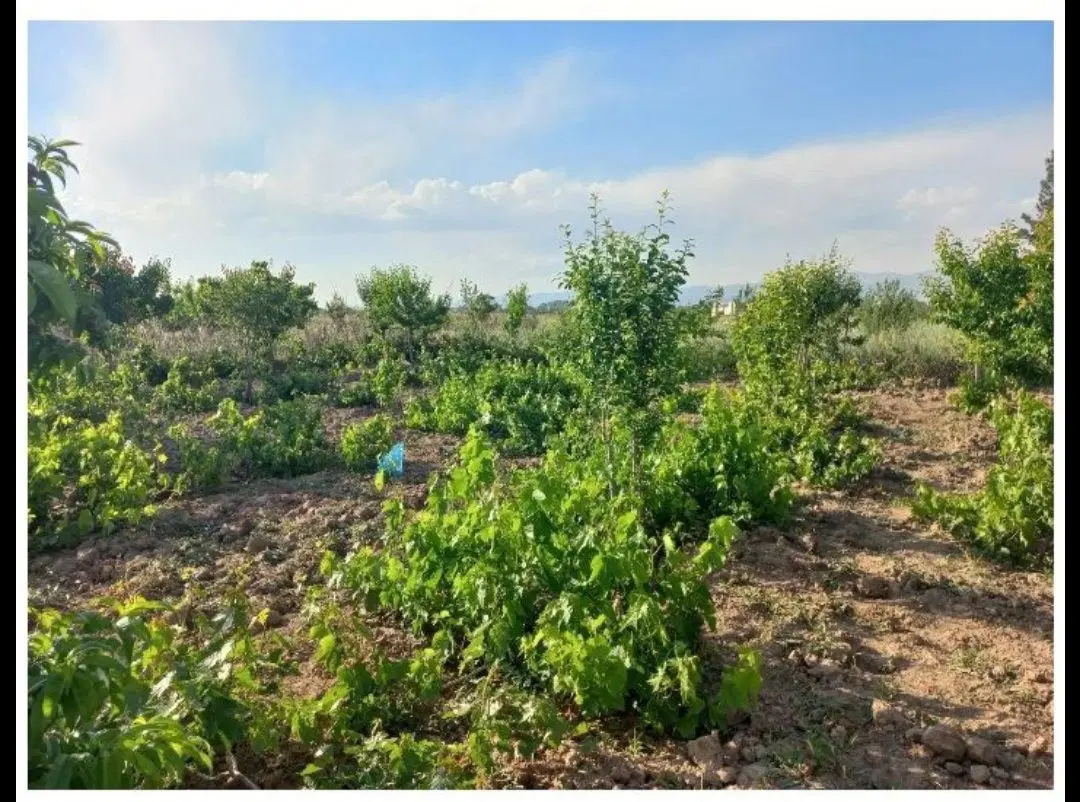 باغ میوه