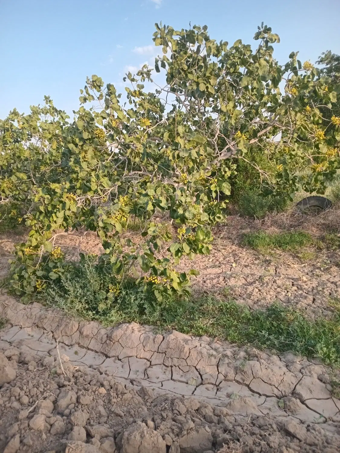 فروش باغ پسته