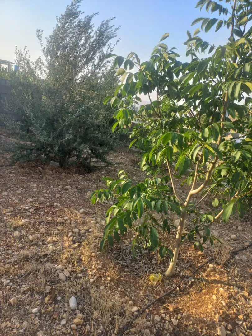 باغ شهری