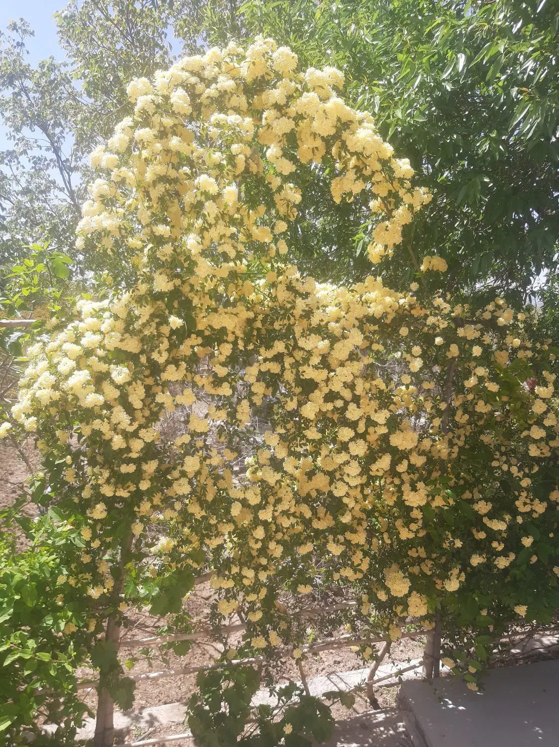خانه باغ