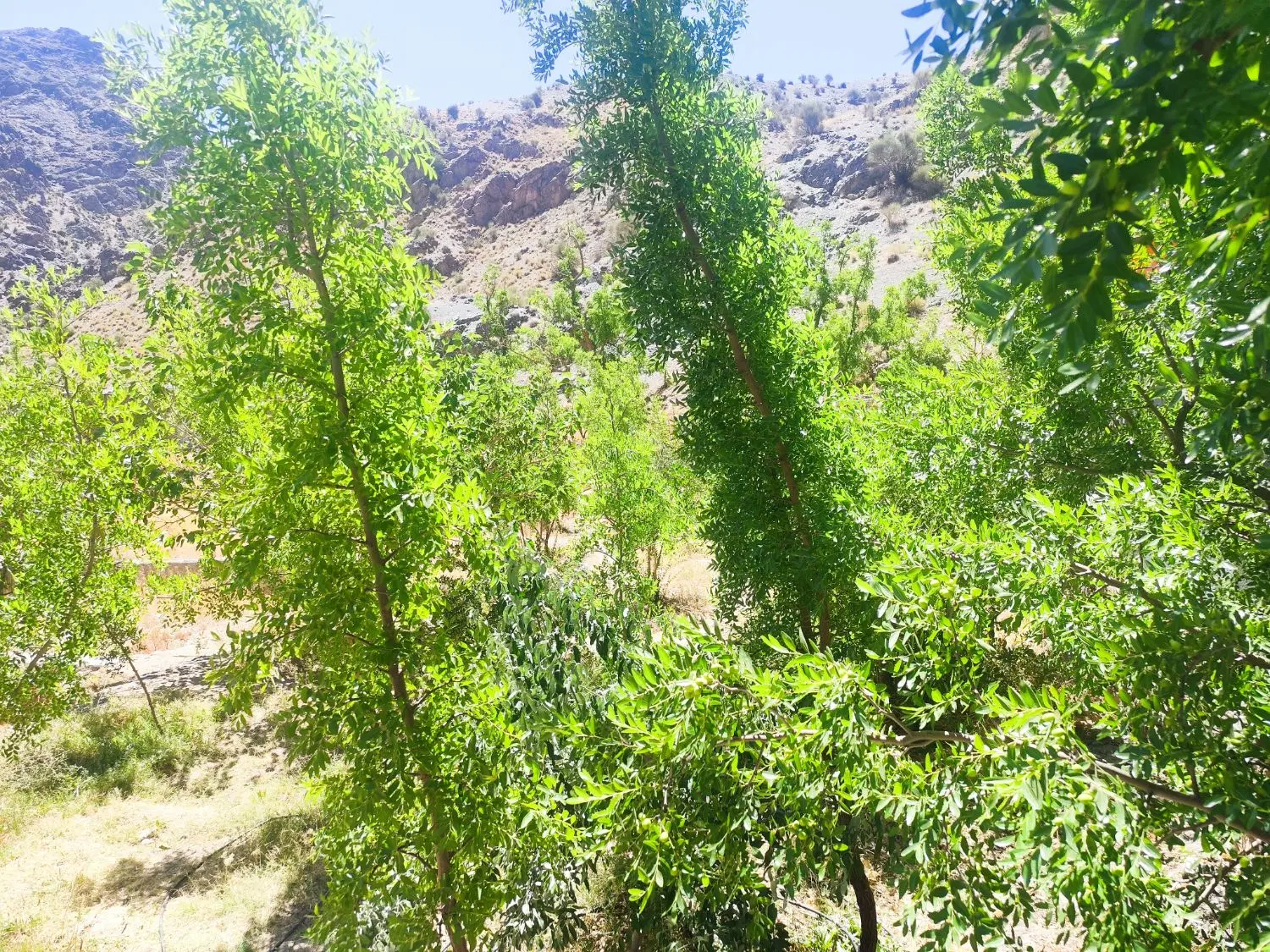 ویلایی اجاره ای روستای قطبان