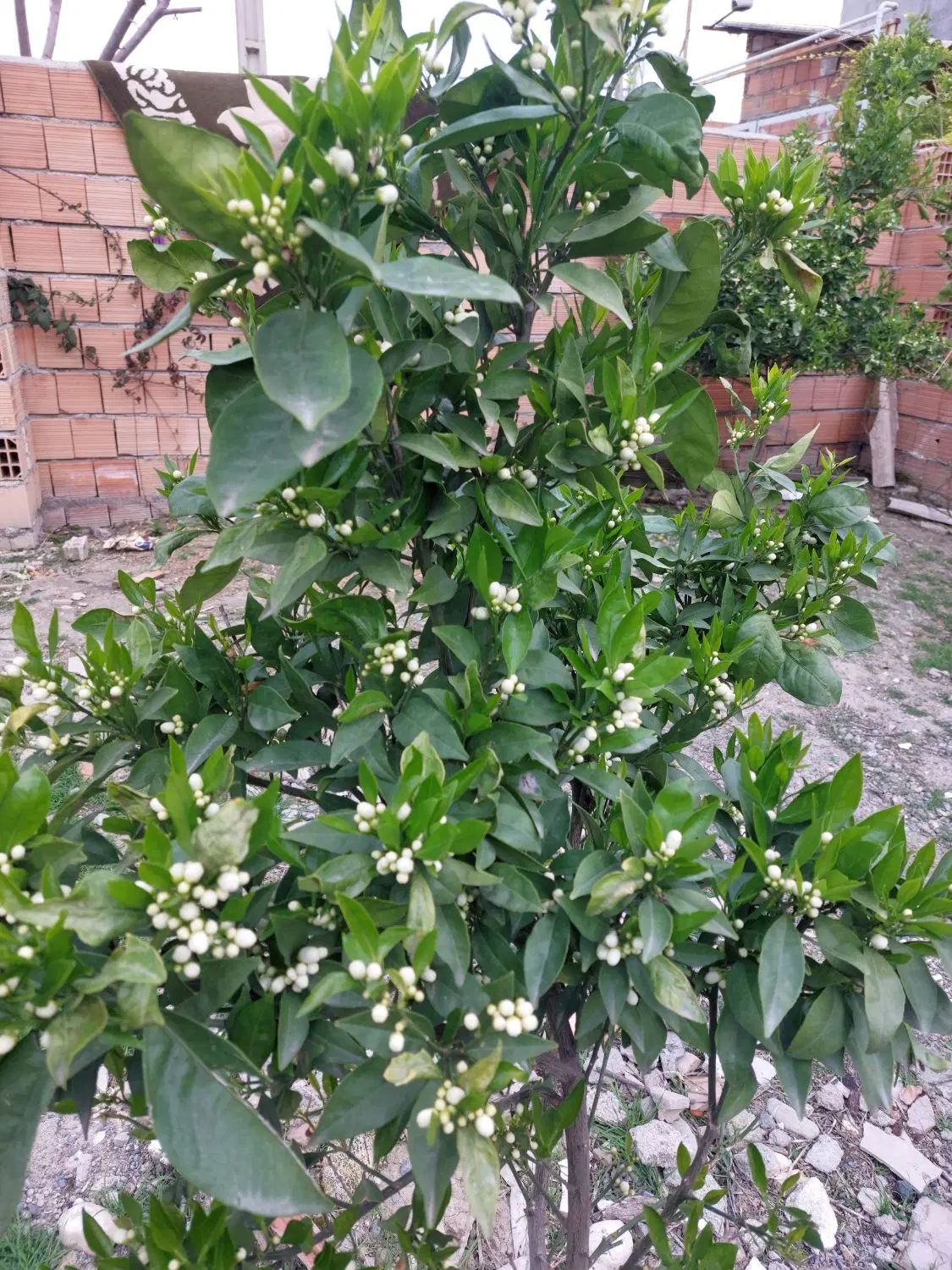 زمین مسکونی،روستای للدوین