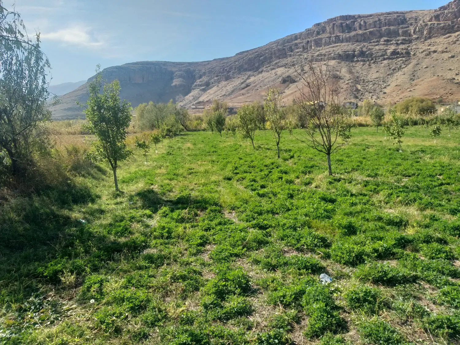 فروش باغ در روستای رند
