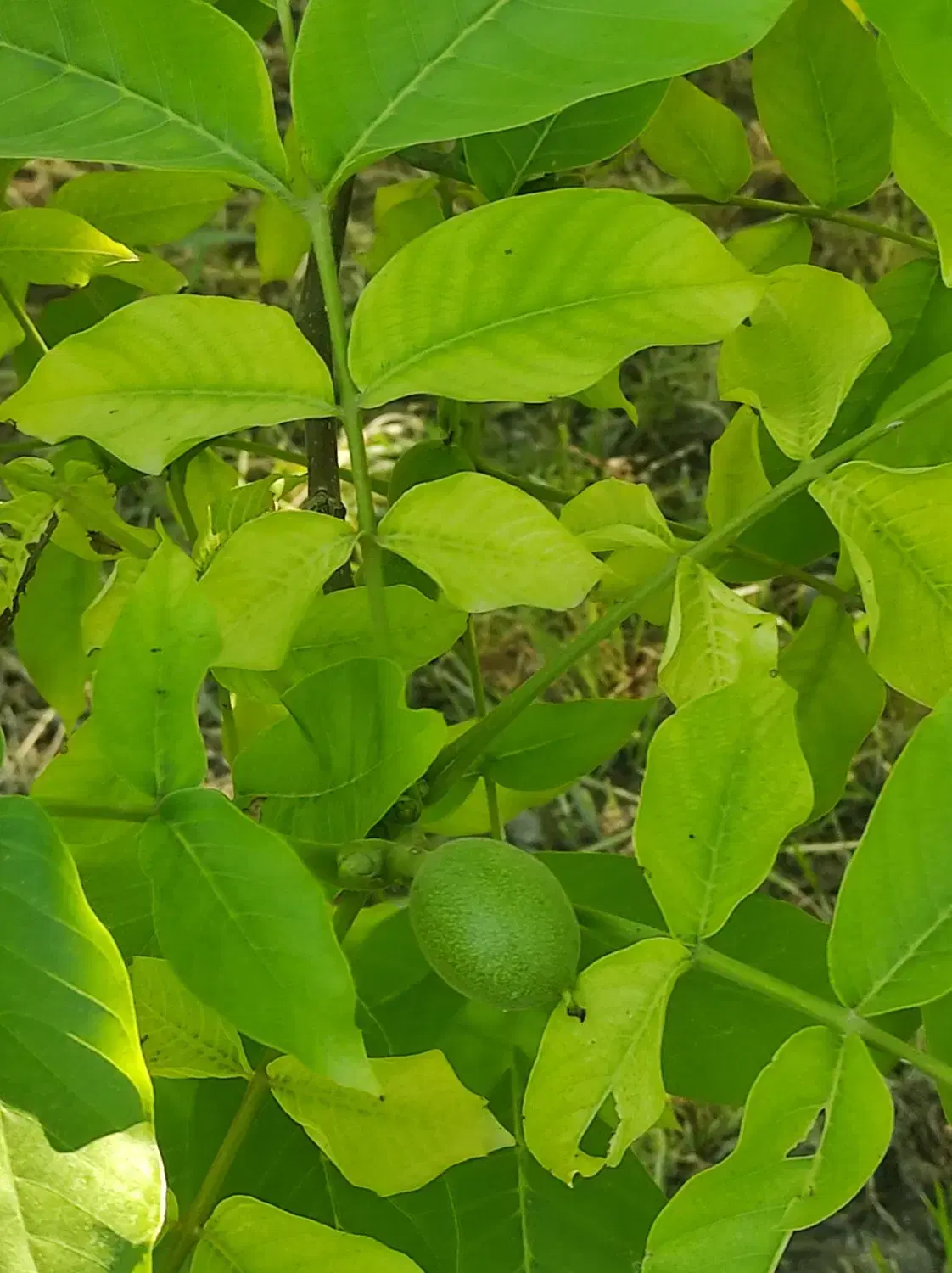 خانه ویلایی روستای دده ساقی