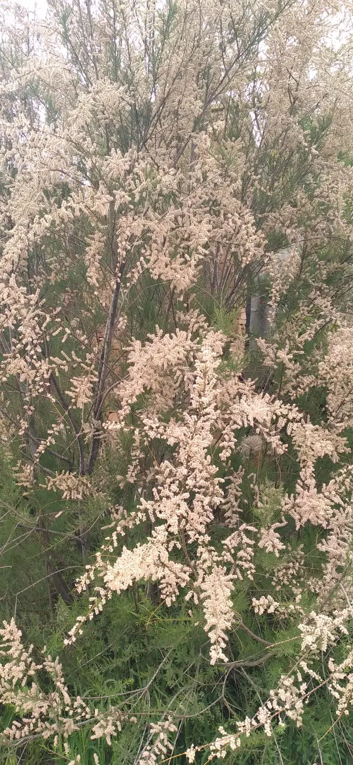 فروش زمین باغی و تجاری ومسکونی روستای ده برافتاب